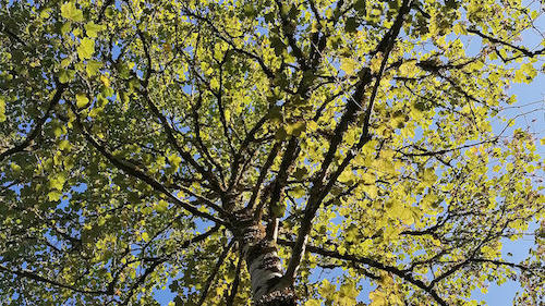 A bottom up view of the crown of a birch tree standing in the Royal Botanical Gardens Edinburgh.